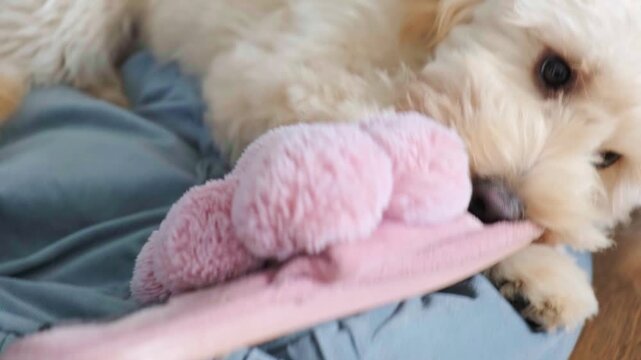 Extreme close-up of a fluffy Maltipoo puppy chewing and biting the pink pom-pom of a slipper on a person's lap. Focus on puppy teeth and playful destruction.