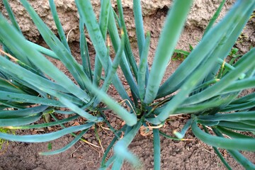 長ネギ畑 山形県庄内