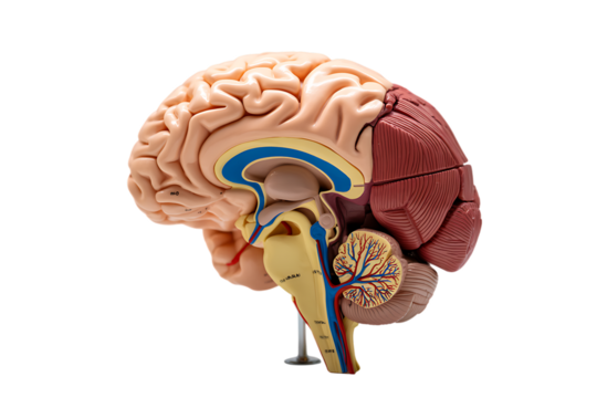 Detailed anatomical model of a human brain showing different sections and structures.
