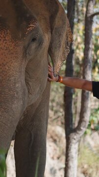 Person gently petting an asian elephant