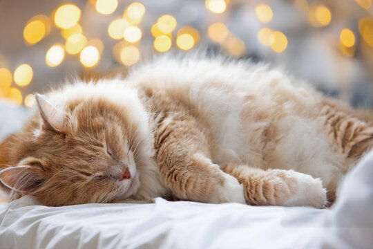 Siberian breed of cat in Christmas time