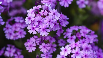 Obraz premium Vibrant colorful flower blooming brightly in a sunny garden, with soft green leaves surrounding its delicate petals. Fresh flower standing tall among grass, showcasing natural beauty, freshness