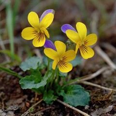 Vibrant colorful flower blooming brightly in a sunny garden, with soft green leaves surrounding its delicate petals. Fresh flower standing tall among grass, showcasing natural beauty, freshness