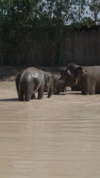 Elephant family playing and bathing in muddy water