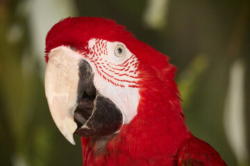 red and yellow macaw