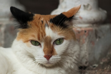 Portrait of a cat with green eyes, close-up.