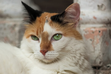 Portrait of a cat with green eyes, close-up.