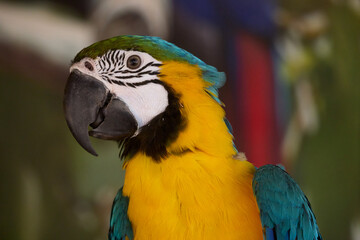 blue and yellow macaw