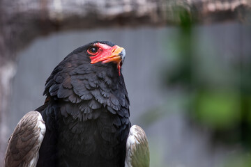 Bateleur (Terathopius?ecaudatus) soaring above savanna and open woodland in sub?Saharan Africa