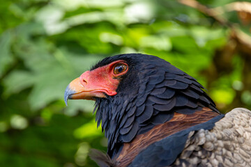 Bateleur (Terathopius?ecaudatus) soaring above savanna and open woodland in sub?Saharan Africa
