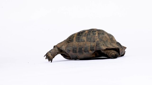 Video of a Greek tortoise (Testudo hermanni) slowly walking across a white studio background. The clean, minimalistic scene emphasizes its textured shell, gentle movement, and natural behavior, repres