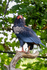 Bateleur (Terathopius?ecaudatus) soaring above savanna and open woodland in sub?Saharan Africa