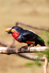 Bearded Barbet (Pogonornis?dubius) in fruit?rich woodland of tropical West Africa