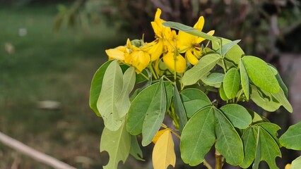 Vibrant Yellow Senna Flower Cluster with Green Leaves