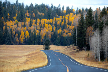 Fall colors at Kaibab National Forest, Arizona