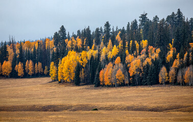 Fall colors at Kaibab National Forest, Arizona