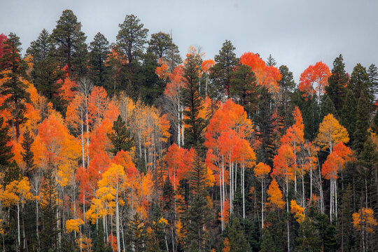 Fall colors at Kaibab National Forest, Arizona