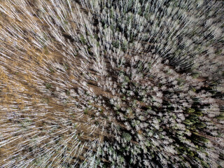 Fall colors at Kaibab National Forest, Arizona