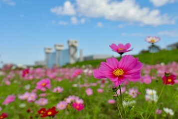 Fototapeta premium 水門と荒川河川敷のコスモス畑 足立区農業公園