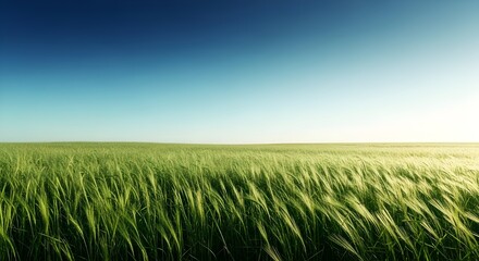 Obraz premium Hierba verde sobre cielo azul claro, tema de naturaleza primaveral. Panorama