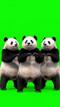 Synchronized Panda Animation with zoo cg fur 3d rendering animal realistic cgi vfx loop crowd dance composition mapping cartoon alpha channel distortion, green screen overlay, glitch, static noise