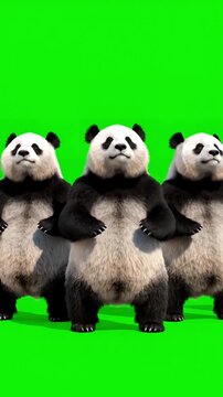 Realistic CGI Wildlife with panda zoo cg fur 3d rendering animal vfx animation loop crowd dance composition mapping cartoon alpha channel distortion, green screen overlay, glitch, static noise, scan