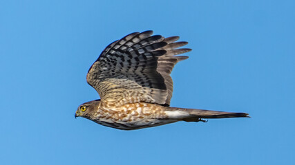 Coopers Hawk in Flight