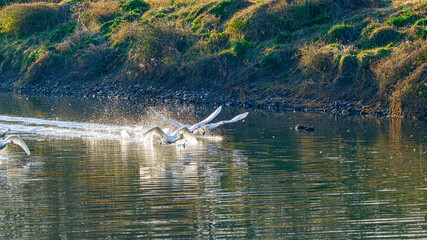 水面を走って滑走する白鳥