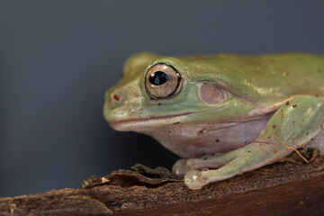 Green tree frogs on a old wood, dumpy frog, animal closeup