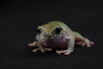 Dumpy frog litoria caerulea  on black background