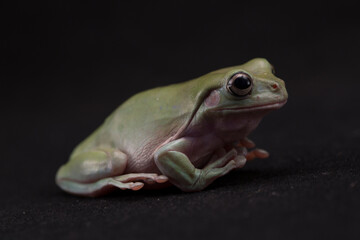 Dumpy frog litoria caerulea  on black background
