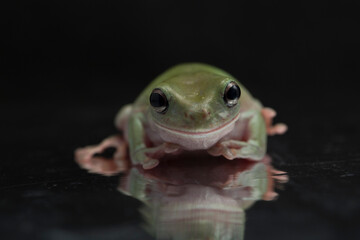 Dumpy frog litoria caerulea  on black background