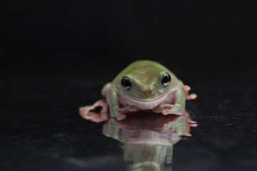 Dumpy frog litoria caerulea  on black background