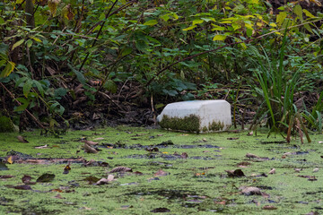 Environmental pollution: a plastic container (jerrycan) partially submerged in a ditch, surrounded by green reeds and autumn leaves. Detailed close-up of trash in nature.
