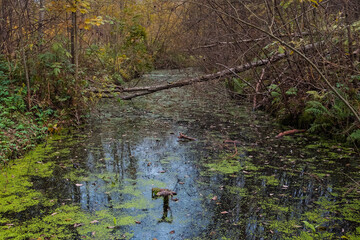 Nature's reclaiming: an abandoned melioration canal in a forest, now a swampy ditch covered with duckweed. Highlighting the slow decay of infrastructure and forest ecology.