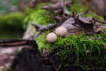 Two Pear-shaped puffball mushrooms (Lycoperdon pyriforme) growing on a thick bed of bright green moss on a log. The front mushroom and moss texture are in sharp focus.