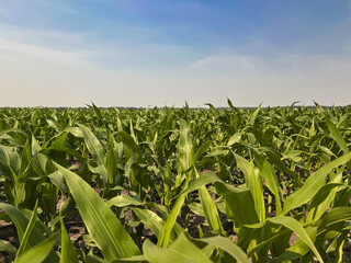 Rows of healthy Young green corn crops within an agricultural field. Plants are lush and green, set against a soft blue morning sky. Captured in early June in the Midwest, USA.