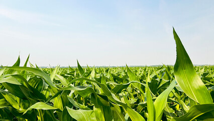Closeup views of healthy young green corn crops within an agricultural field. Plants are lush and green, set against a soft blue morning sky. Captured in early June in the Midwest, USA. © Sanya Kushak