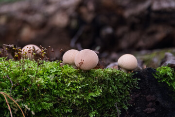 Mycology detail: a group of Lycoperdon pyriforme fungi with round caps. The front specimen is sharply focused, contrasting with the soft, dark bokeh and detailed moss ecosystem.