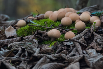 A large cluster of pear-shaped puffball mushrooms (Lycoperdon pyriforme) growing on a central moss patch. The foreground is framed by a ring of dark, decaying autumn leaves.