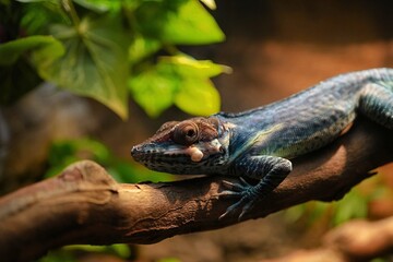 The knight anole (Anolis equestris) is the largest species of anole in the Dactyloidae family.