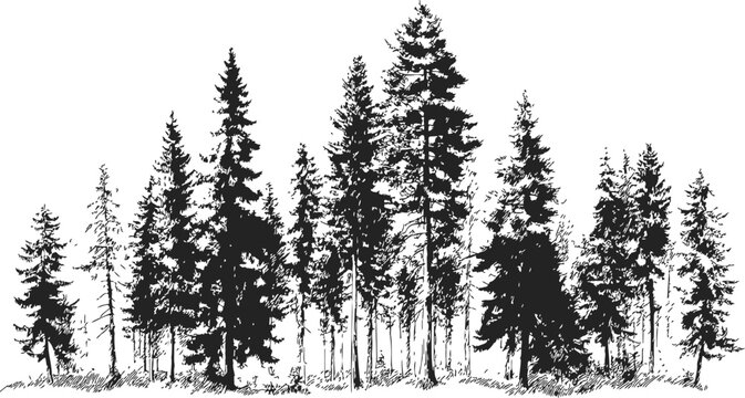 Pine trees sketch hand drawn forest silhouette with detailed coniferous foliage &mdash; stock vector