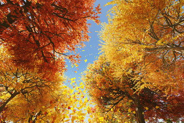 3D rendering of colorful tops of trees during autumn season in low angle view