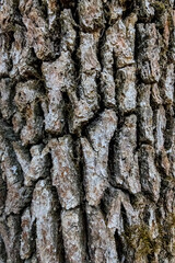 Naturalistic Aged Oak Bark Macro - Artisan Rolling Pin - Wood Grain Texture - Forest Lifestyle