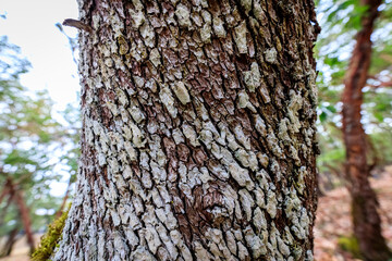 Detailed Macro of an Aged Tree Bark in the Forest with Earthy Colors and Organic Patterns.