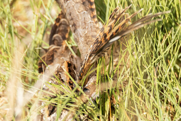 El Chotacabras o Zamaya se metio entre la hierba al verme