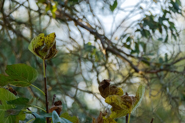 Las hojas de la higuera silvestre