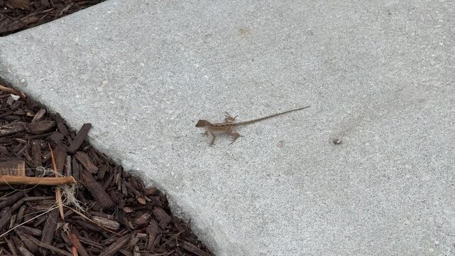 A Florida lizard near Miami Beach, Florida, USA.
