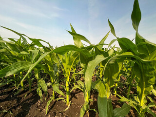 Fototapeta premium Closeup views of healthy young green corn crops within an agricultural field. Plants are lush and green, set against a soft blue morning sky. Captured in early June in the Midwest, USA.