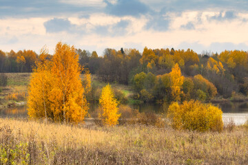 autumn in the forest